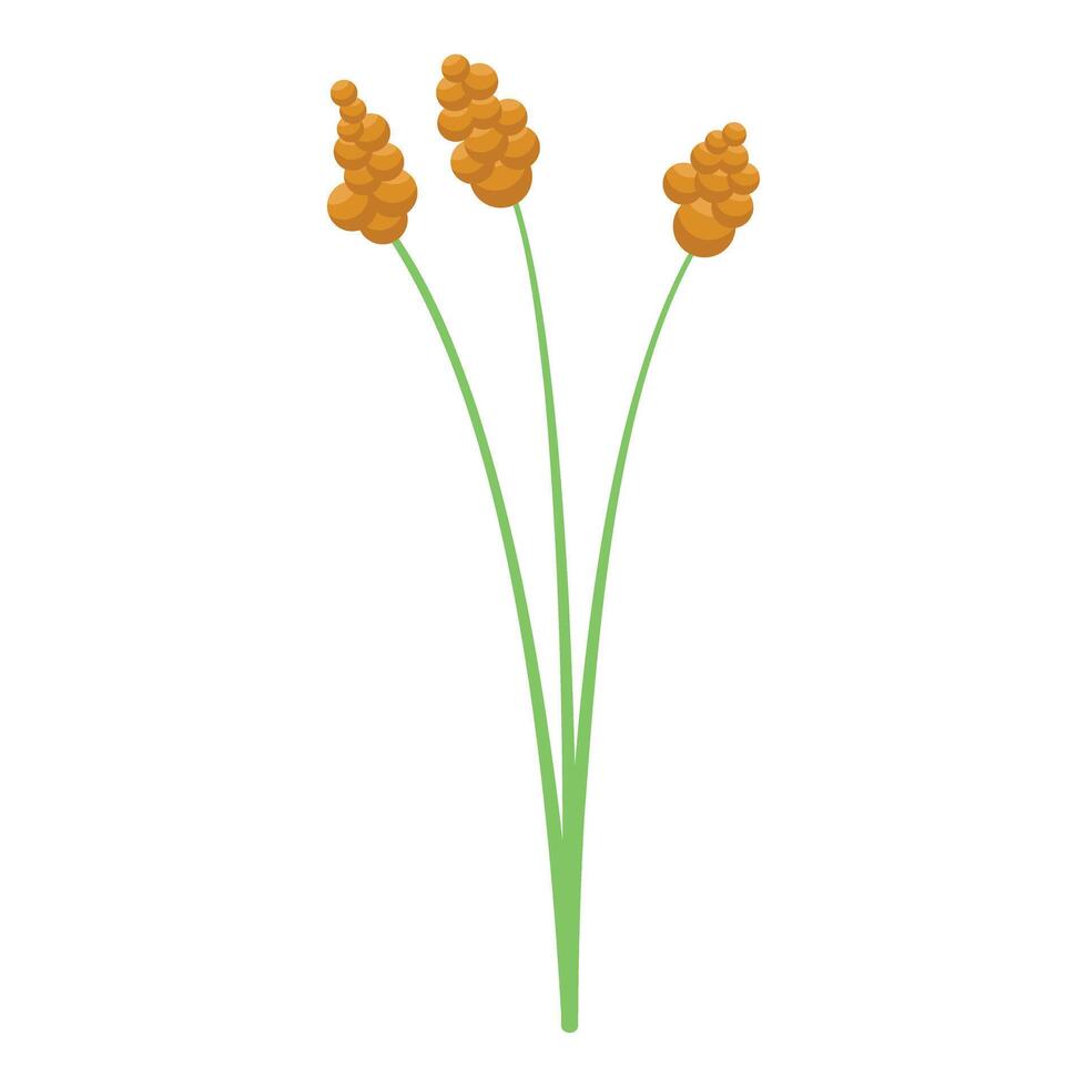 Three golden stalks of foxtail millet growing wild vector