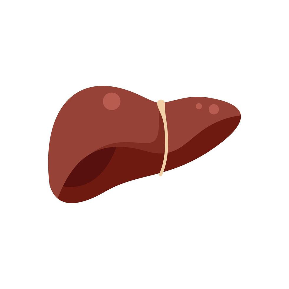 Diseased human liver tightly squeezed with rubber band on white background vector