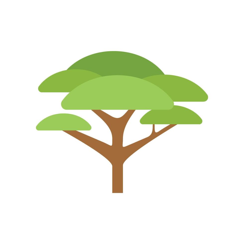 Acacia tree growing with lush green crown on white background vector
