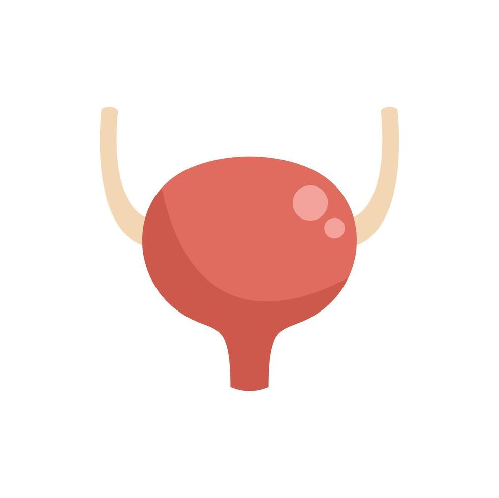 Human urinary bladder representing urinary system storing urine vector