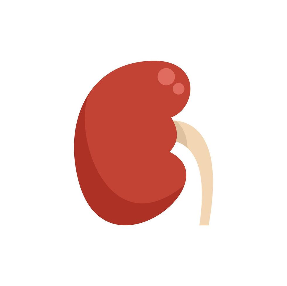 Human kidney filtering blood in urinary system vector