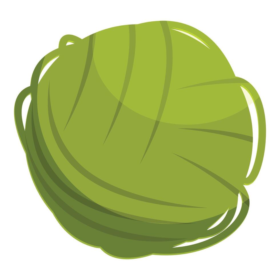 Fresh green cabbage showing healthy leaves for cooking vector