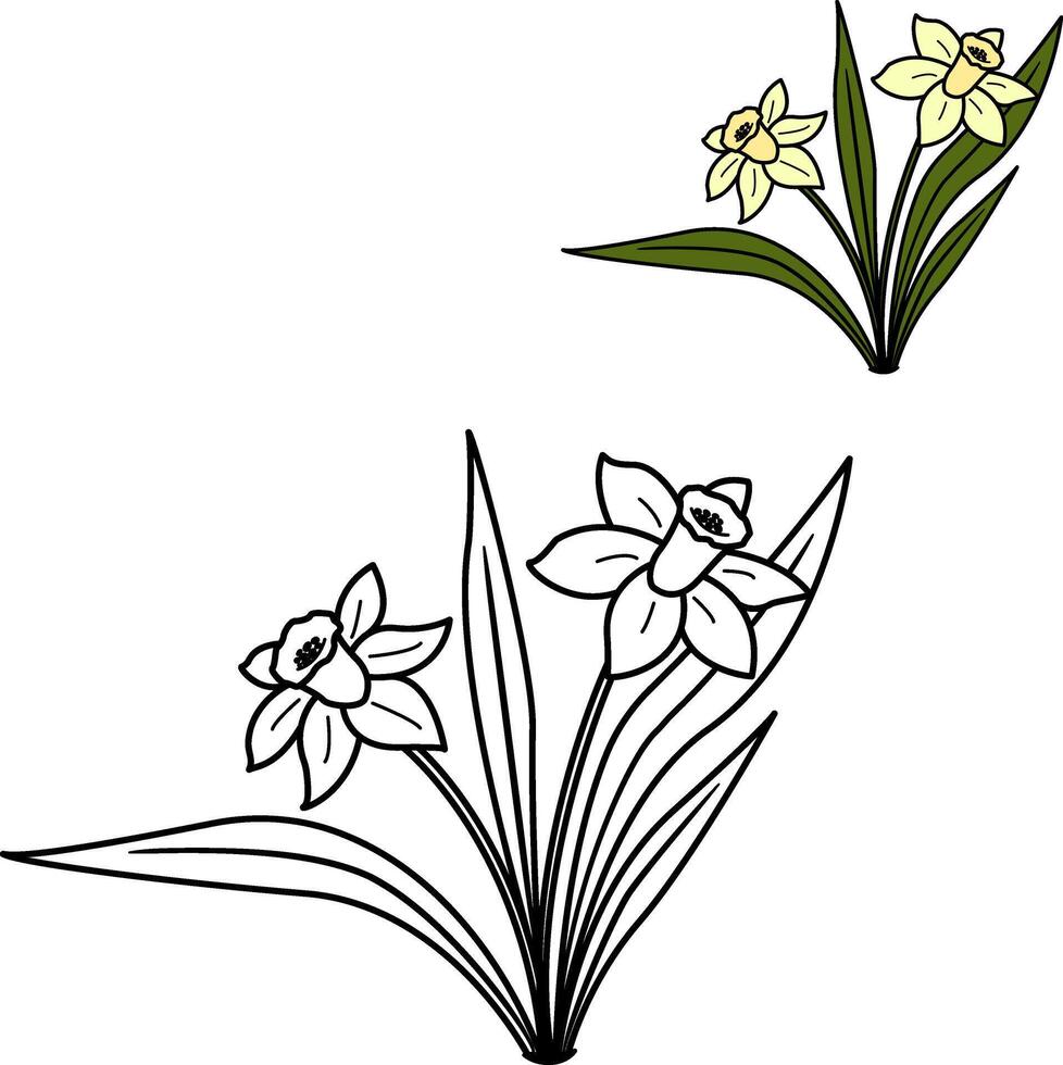 Spring daffodils for coloring book. Illustration of daffodil flowers vector