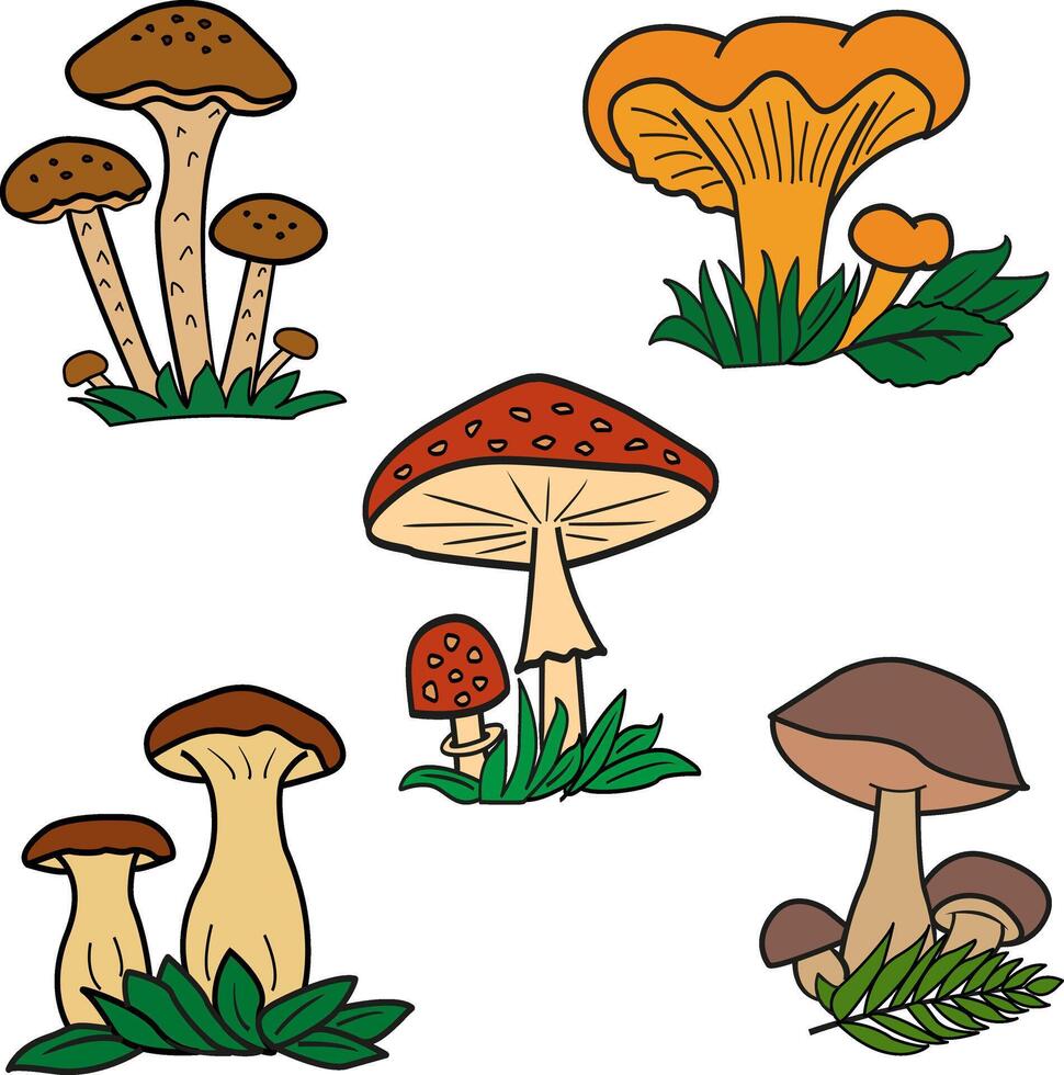Mushroom Set. Forest Plants vector