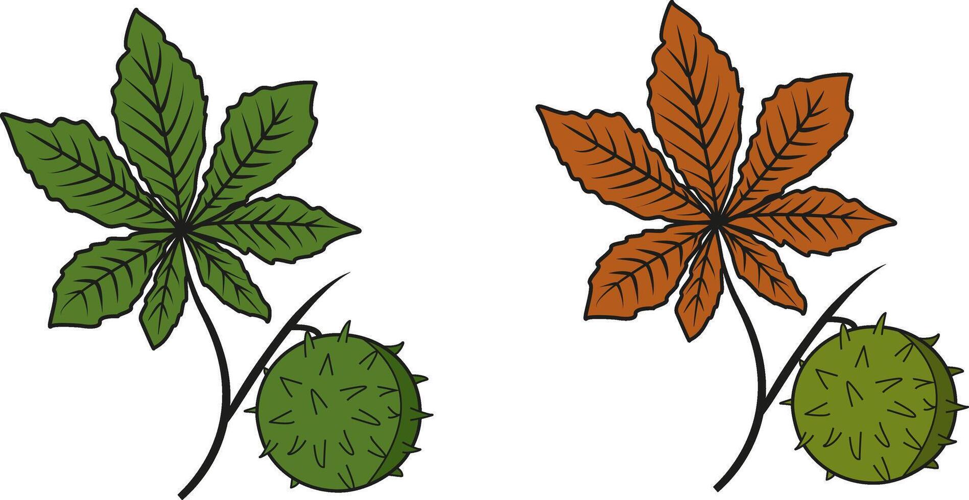 Illustration of chestnut leaves in different colors. Chestnuts at different times of the year. Green leaf chestnut icon. vector