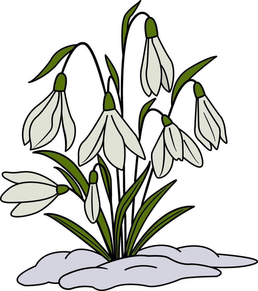 Spring snowdrop flowers on the snow. Illustration of blooming white snowdrops vector