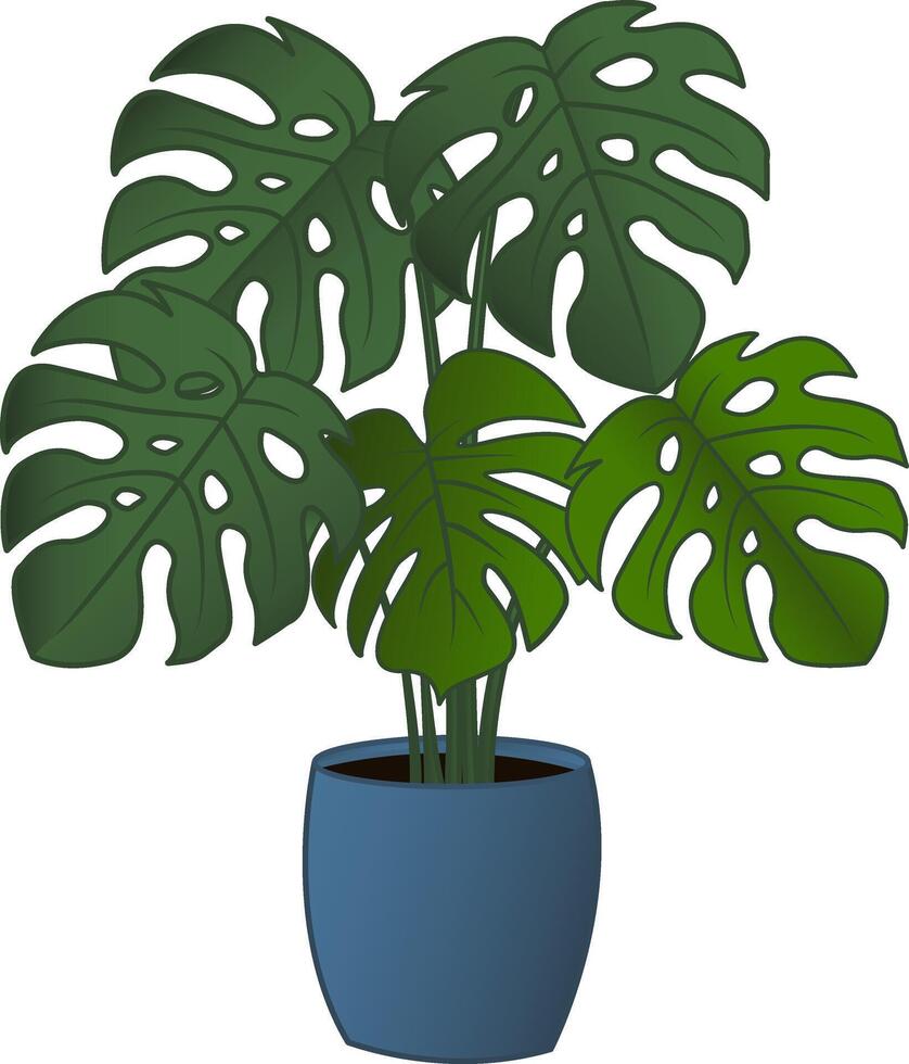 Monstera in a Flower Pot. Tropical Plant Illustration for Office or Home vector