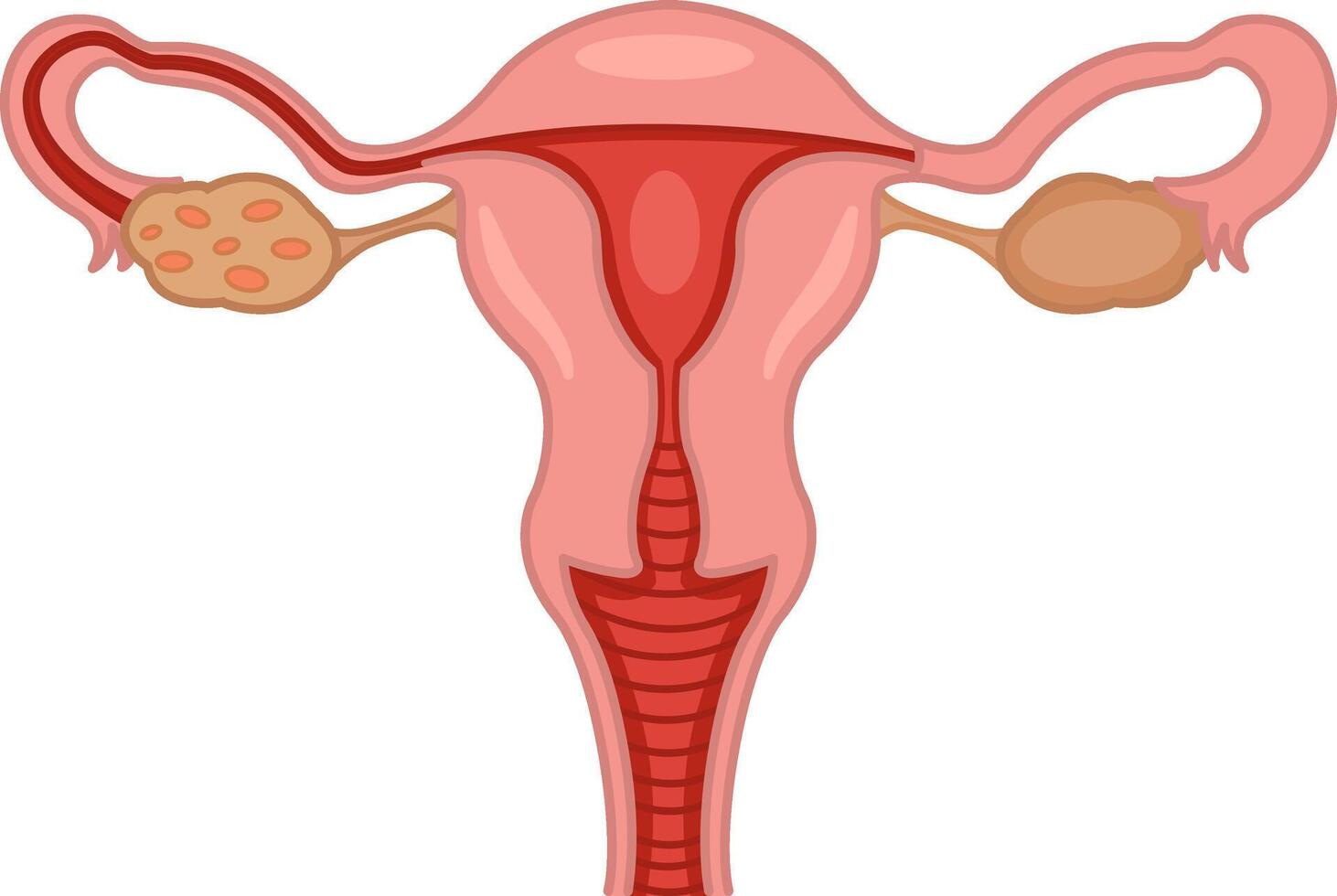 Female Reproductive System. Illustration of Healthy Female Reproductive Organs. Human Anatomy vector