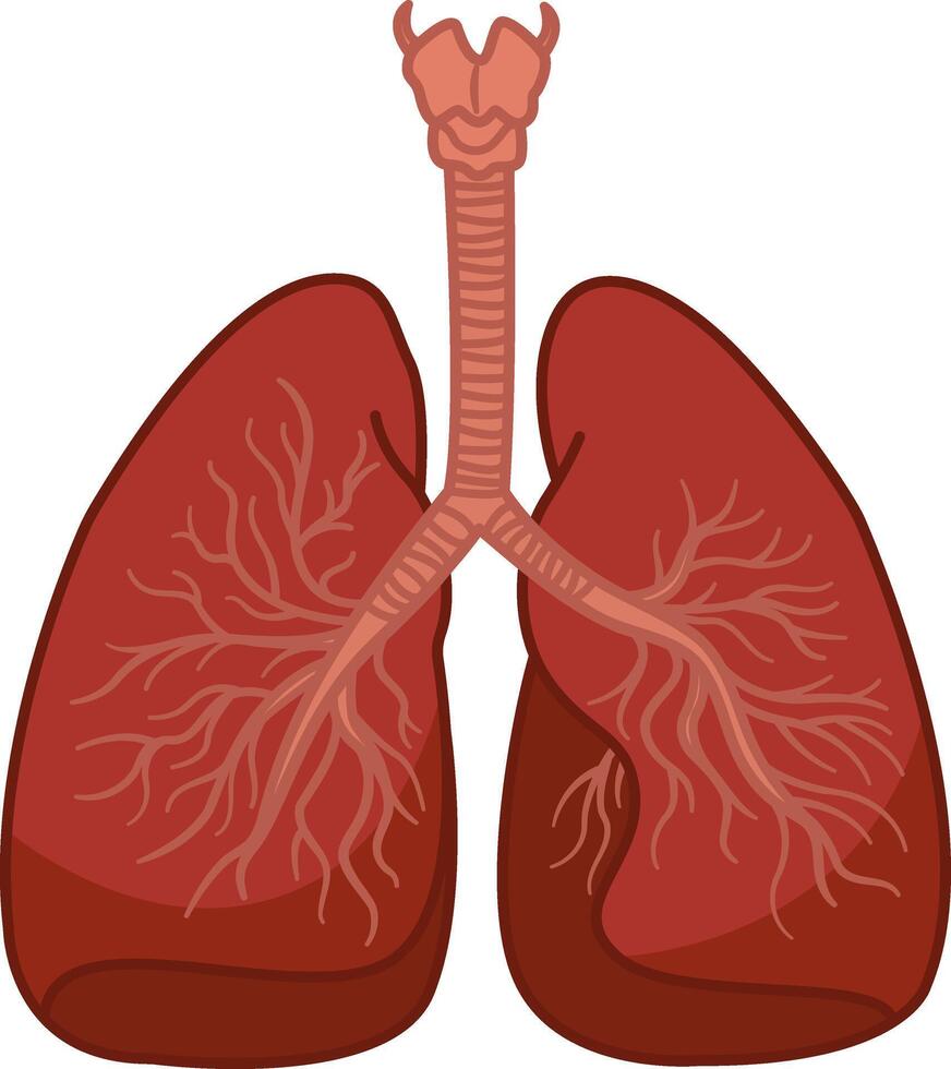 Respiratory System of the Human Lungs. Human Internal Organs. Medicine concept vector