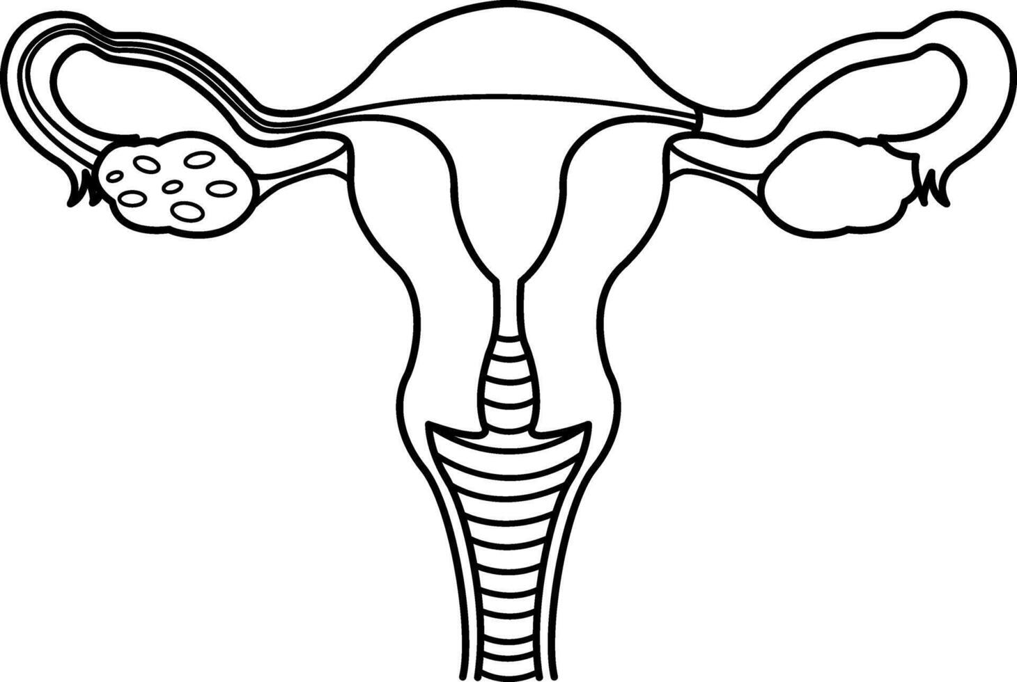 Female Reproductive System for Coloring Page. Illustration of Healthy Female Reproductive Organs. Human Anatomy vector