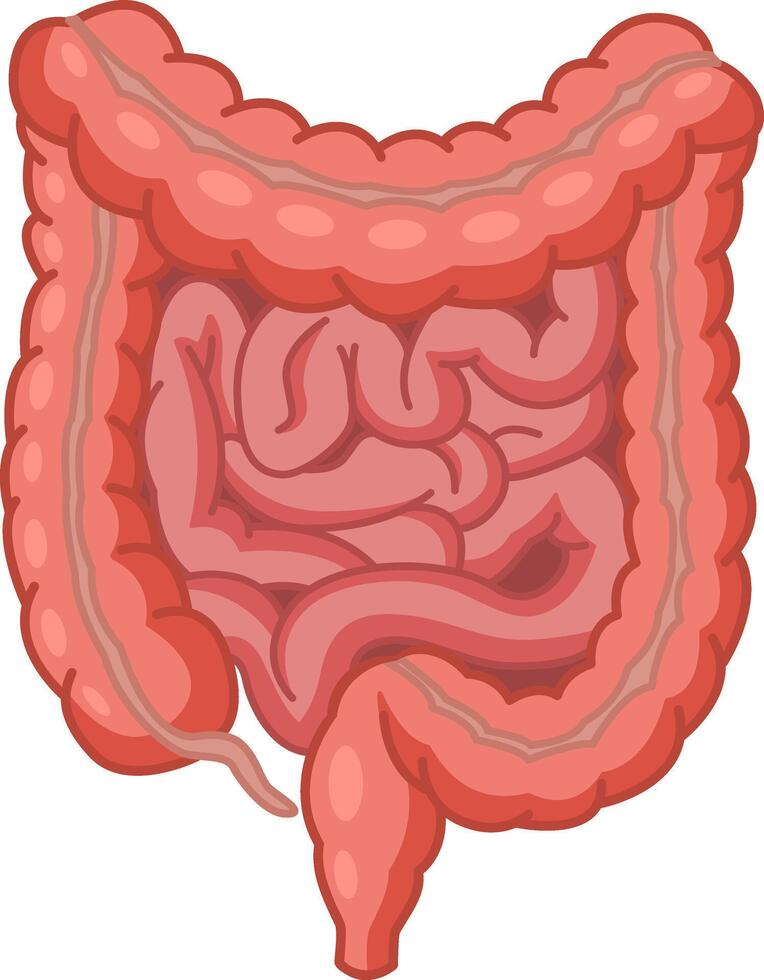 Human Large and Small Intestine. Anatomy of the Intestine. Illustration of Internal Organs. Medicine Concept vector