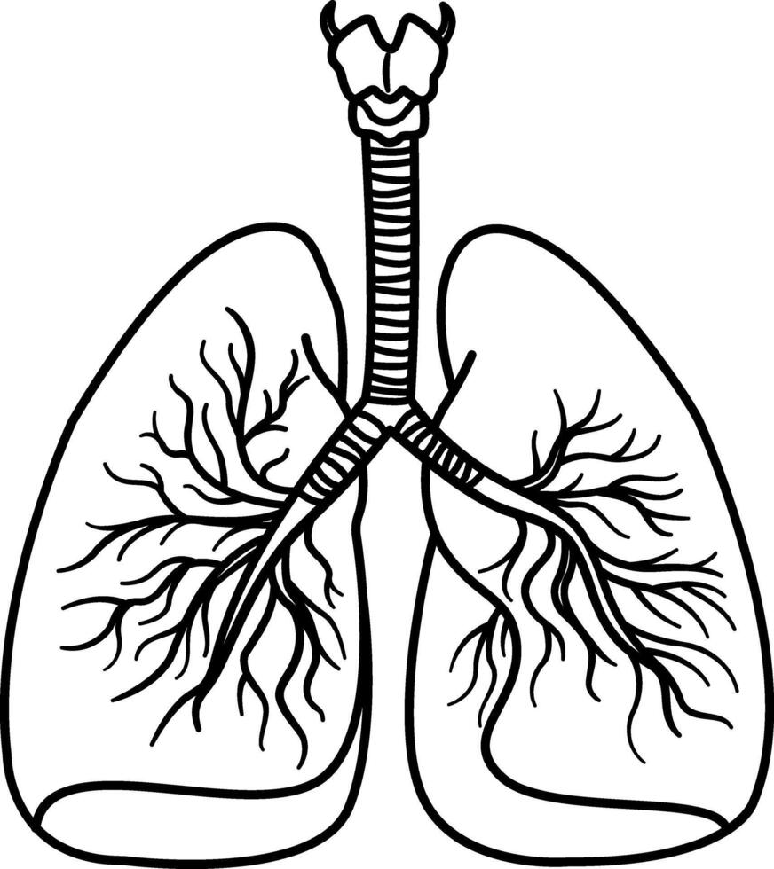 Human Respiratory System for Coloring. Human Internal Organs. Medicine concept vector