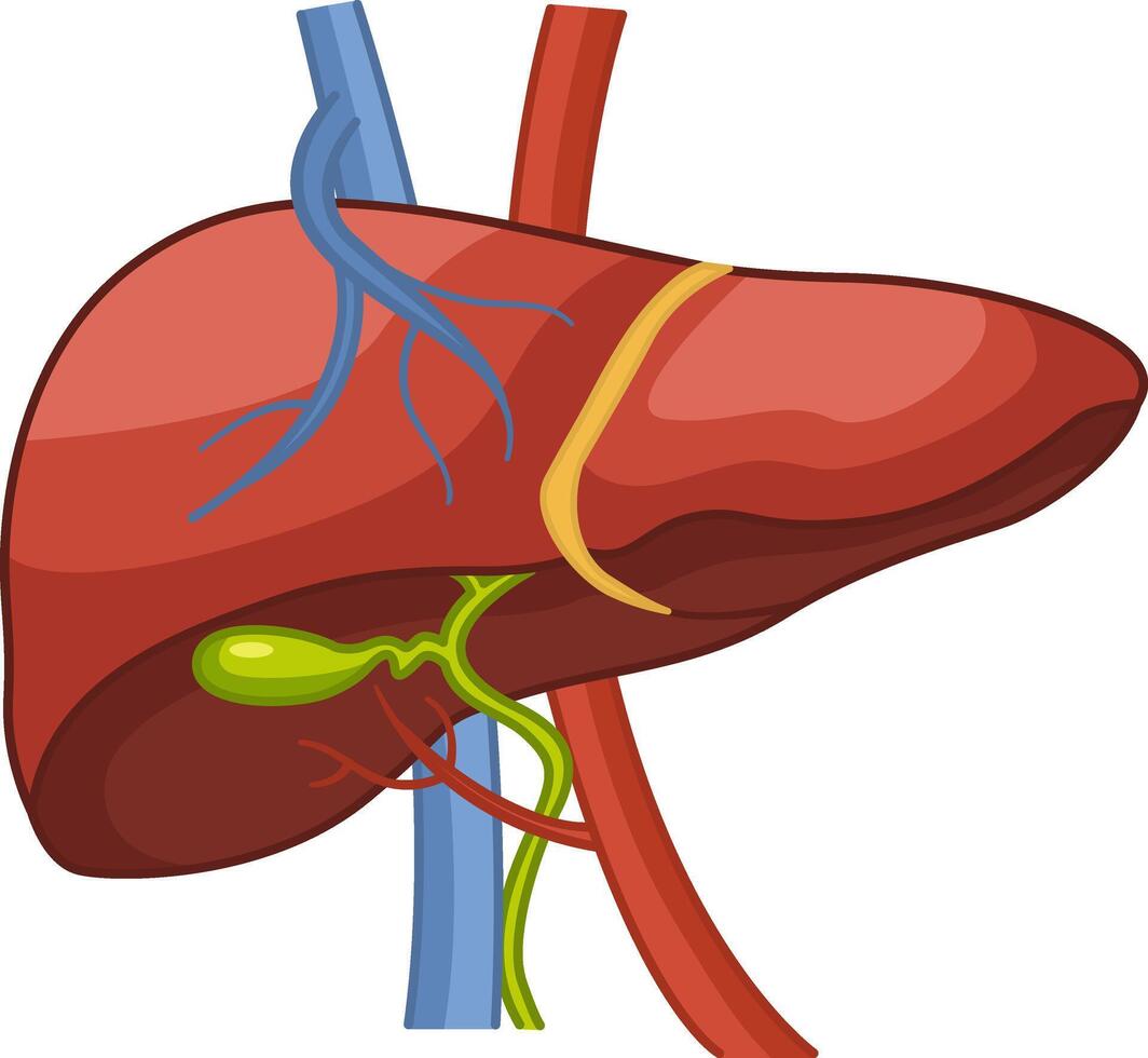 Anatomy of the Human Liver. Organ of the Digestive Gallbladder, Blood supply to the Liver. Illustration of Internal Organ. Medicine Concept vector
