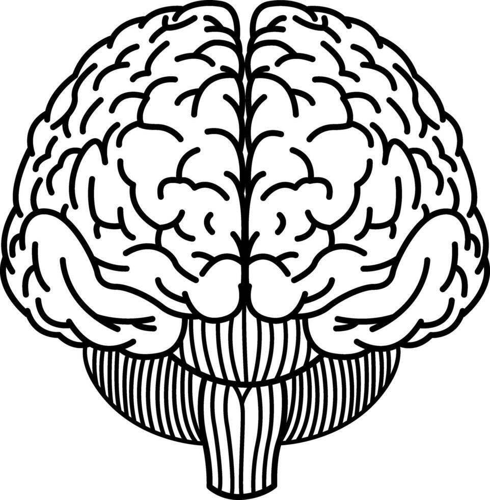 Human Brain Front for Coloring. Illustration of Internal Organs. Medicine Concept vector