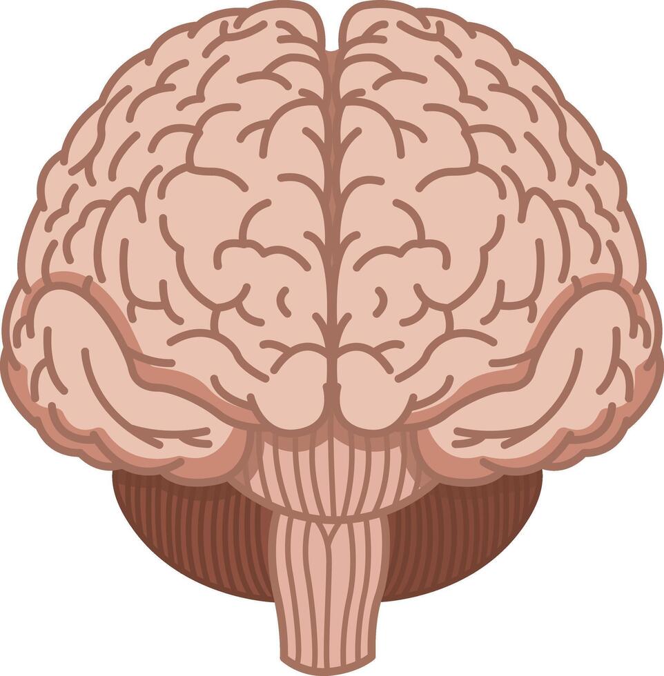 Human Brain Front. Illustration of Internal Organs. Medicine Concept vector