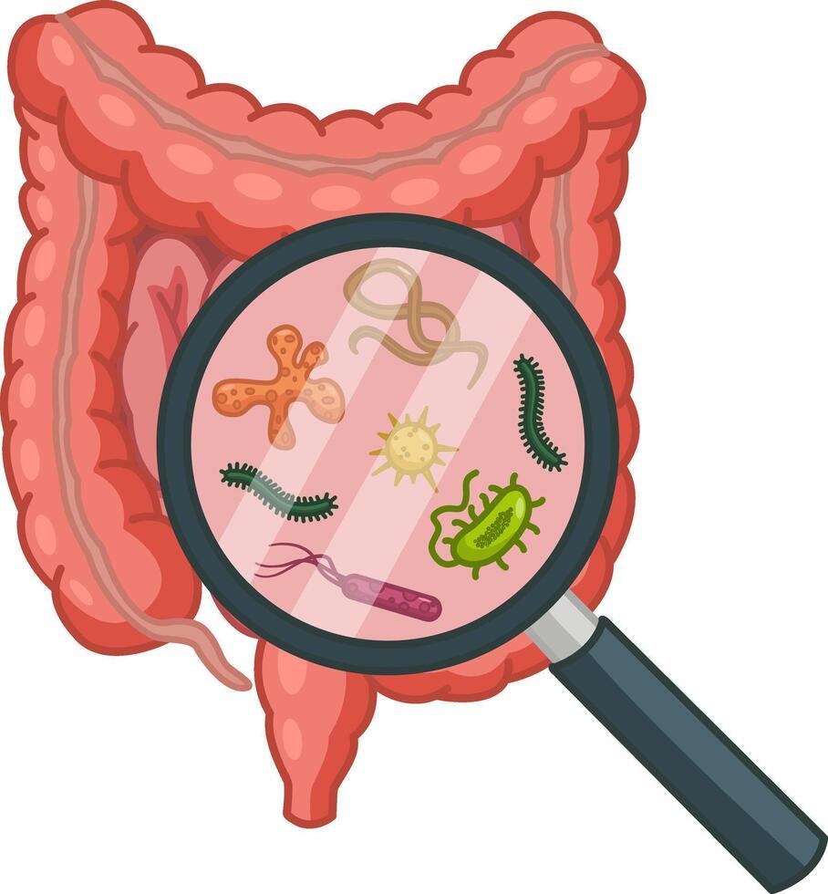 Intestinal Bacteria in a Magnifying Glass. Microflora in the Large and Small Intestines. Illustration of Human Organs vector