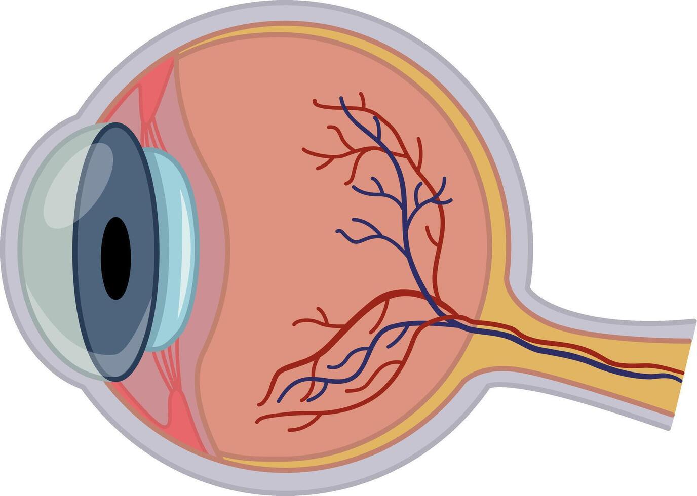 Anatomy of the Human Eye. Illustration of Internal Organ. Medicine Concept vector