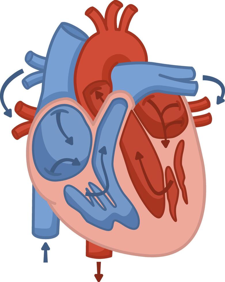Anatomy of the Blood Flow of the Human Heart. Education Chart. Medicine and Cardiology. Illustration of Internal Organs vector