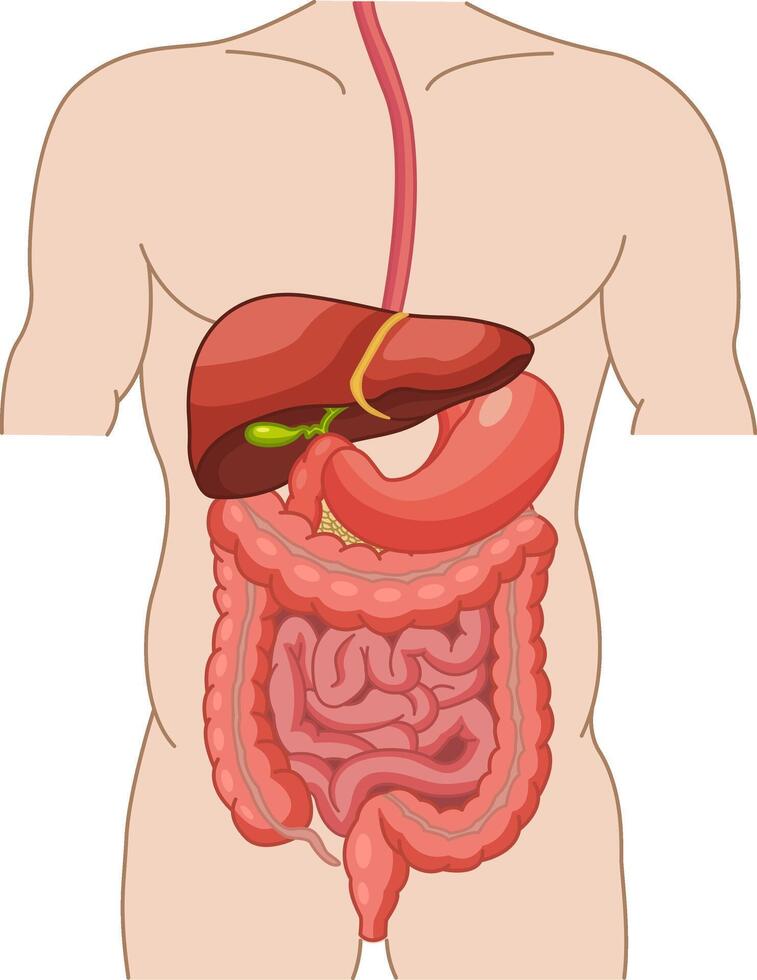 Human Digestive System. Anatomy of the Intestine, Stomach, and Liver. Illustration of Internal Organs. Medicine Concept vector