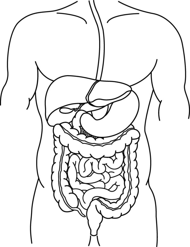 Human Digestive System for Coloring. Anatomy of the Intestine, Stomach, and Liver. Illustration of Internal Organs. Medicine Concept vector