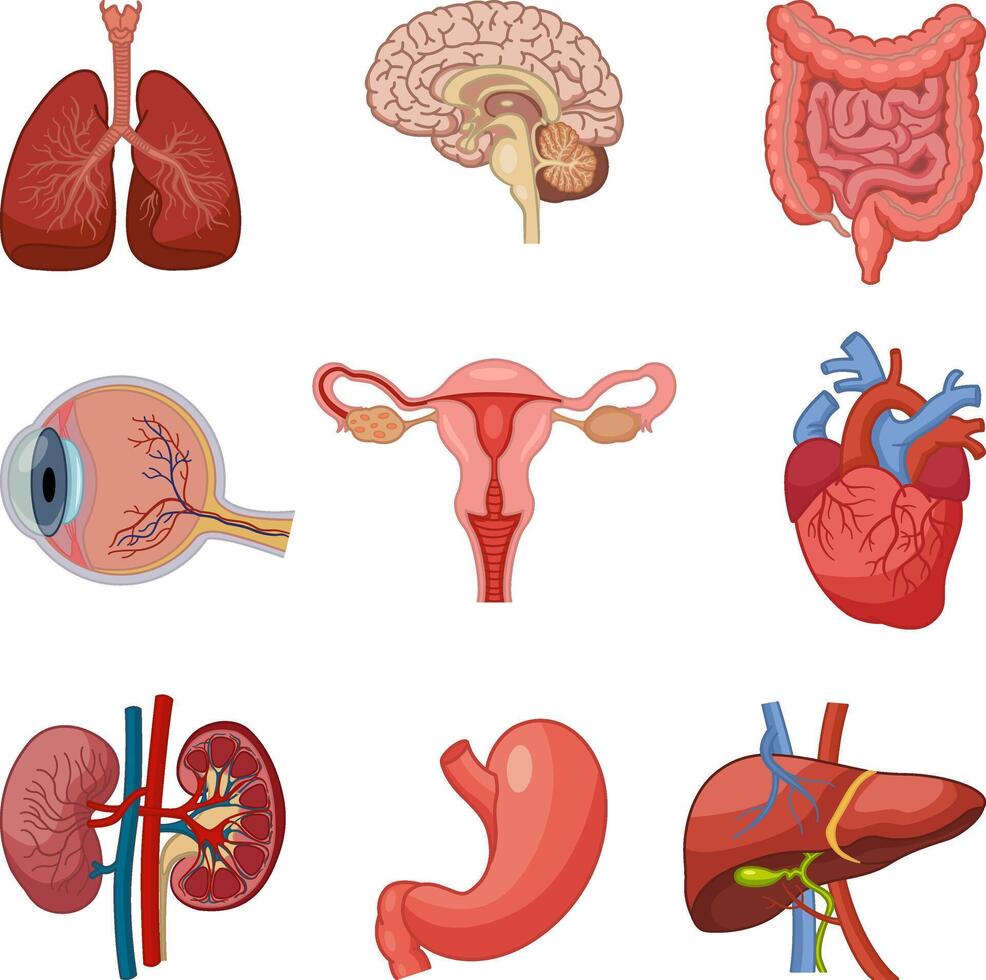 Human Organs Anatomy Set. Illustration of Lungs, Human Brain, Intestines, Eyes, Heart, Kidneys, Liver, Stomach and Female Reproductive System vector