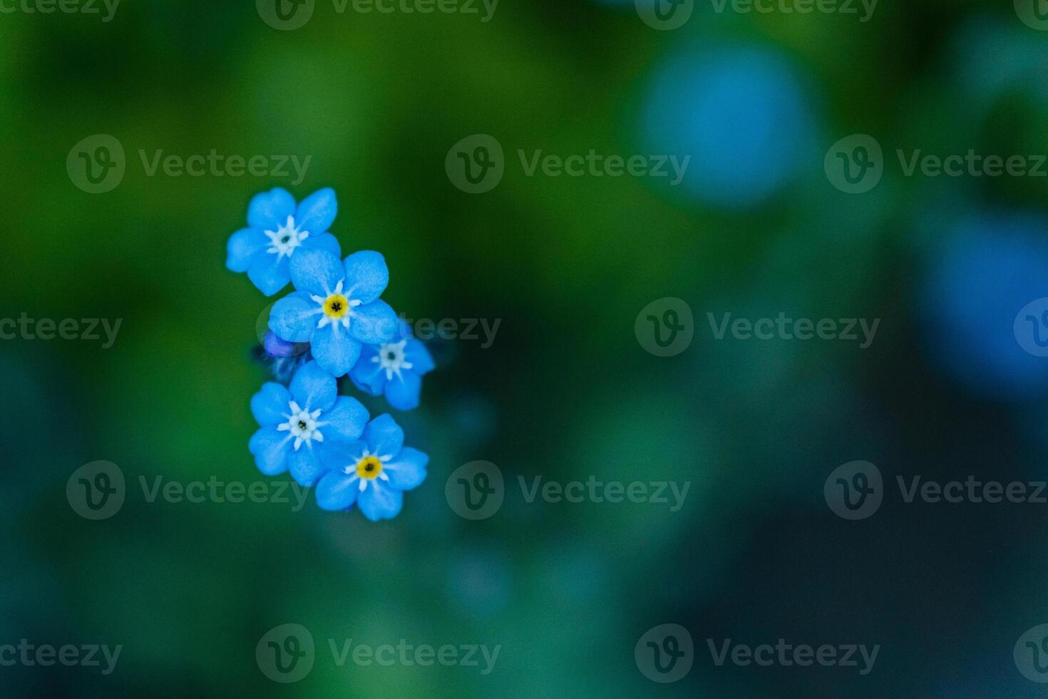 Blue forget me not flower on blurred background. Forget-me-not flowers close up, top view. A blooming field of small pale blue spring flowers. Myosotis sylvatica wildflowers photo