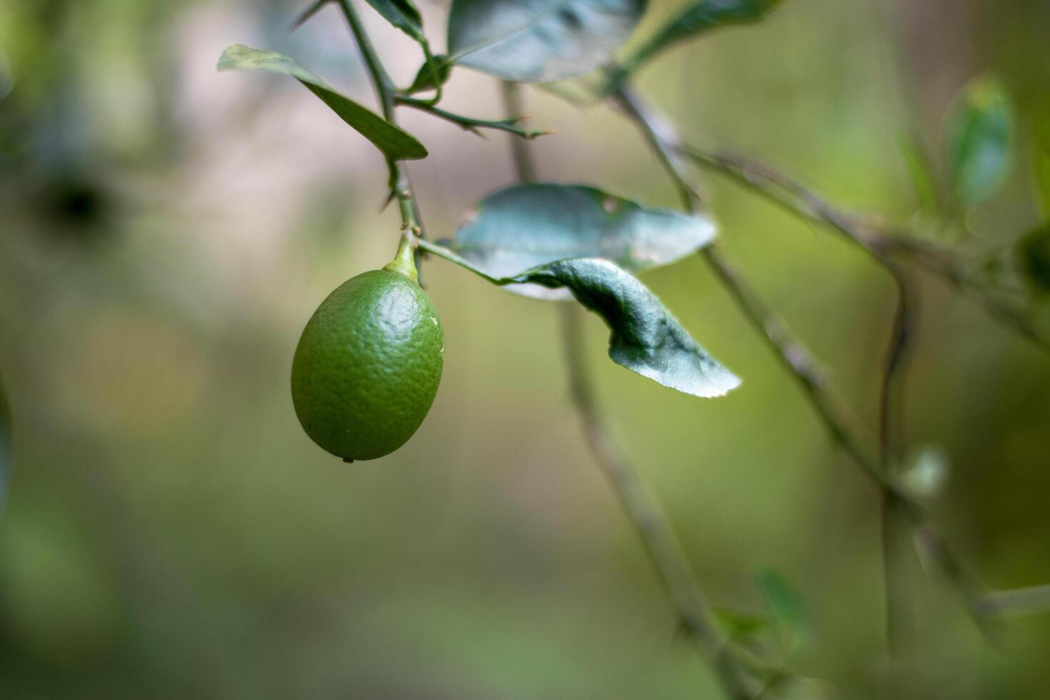 A lemon on the tree blurred green background photo