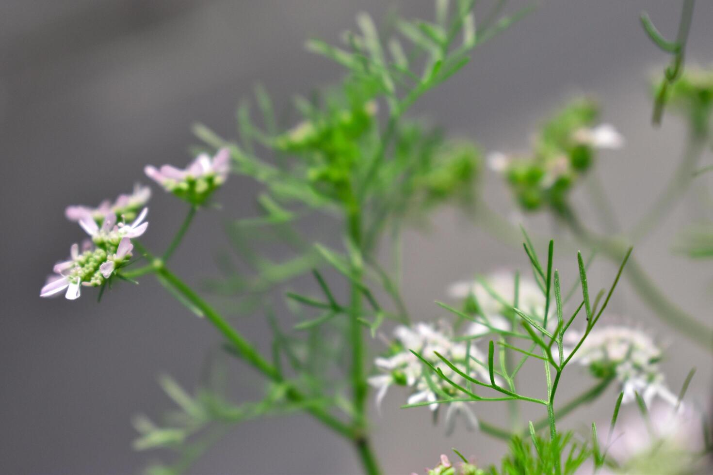 A close up of a flower with a few leaves photo