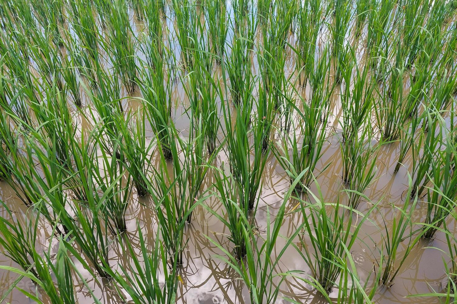 Views of neatly lined rice fields, creating a peaceful and beautiful atmosphere photo