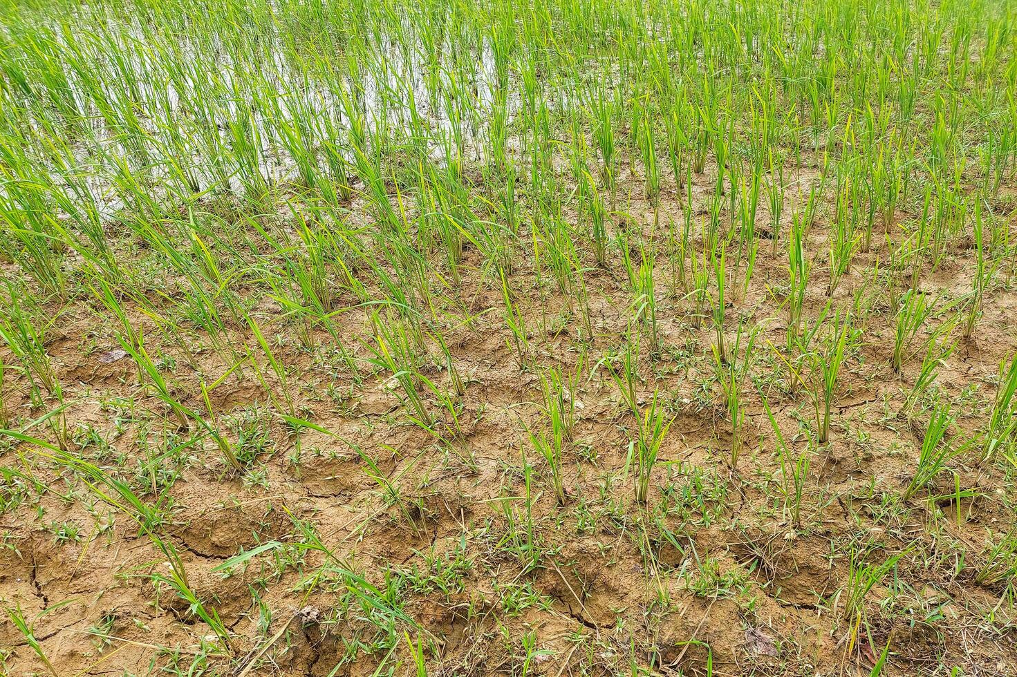 Artistic new rice plants in green plants, in the afternoon photo