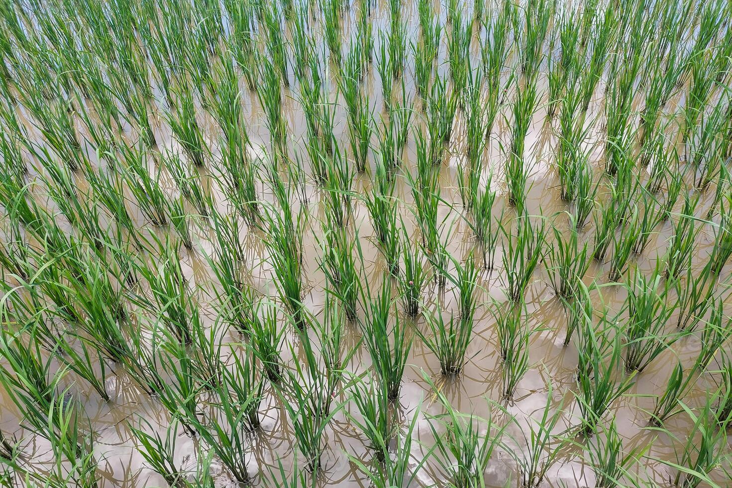 Views of neatly lined rice fields, creating a peaceful and beautiful atmosphere photo