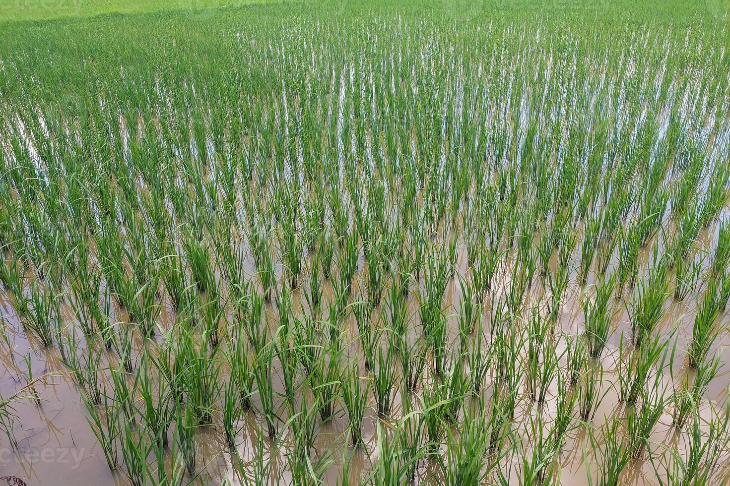 Views of neatly lined rice fields, creating a peaceful and beautiful atmosphere photo