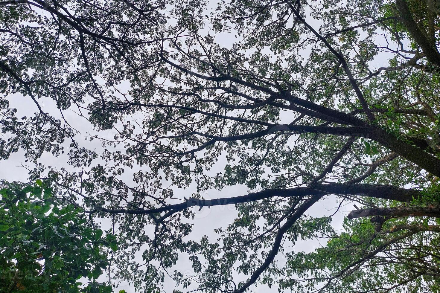 Tree branches that spread sideways, perfect for the background photo