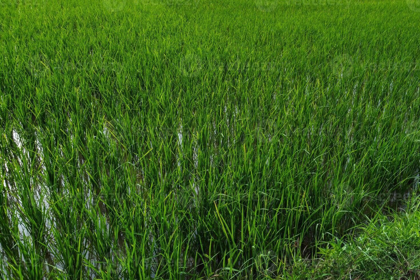 Views of neatly lined rice fields, creating a peaceful and beautiful atmosphere photo
