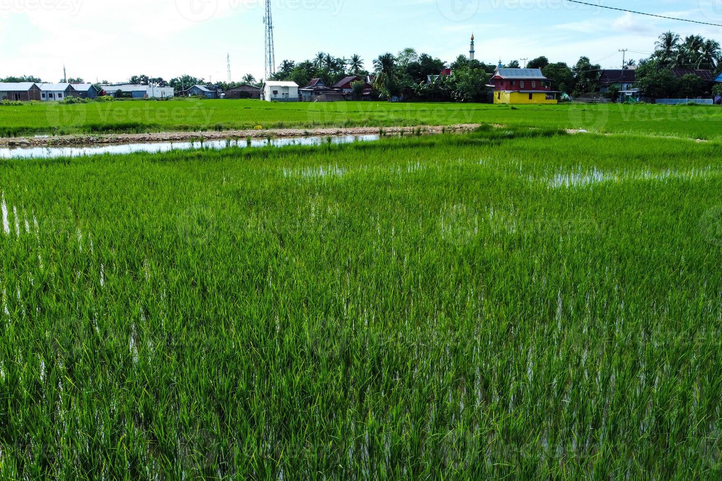 Views of neatly lined rice fields, creating a peaceful and beautiful atmosphere photo