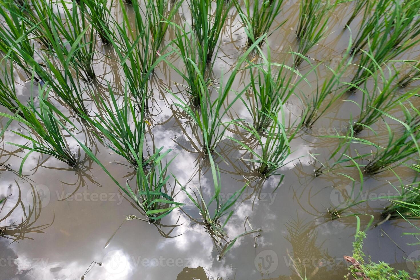 Views of neatly lined rice fields, creating a peaceful and beautiful atmosphere photo