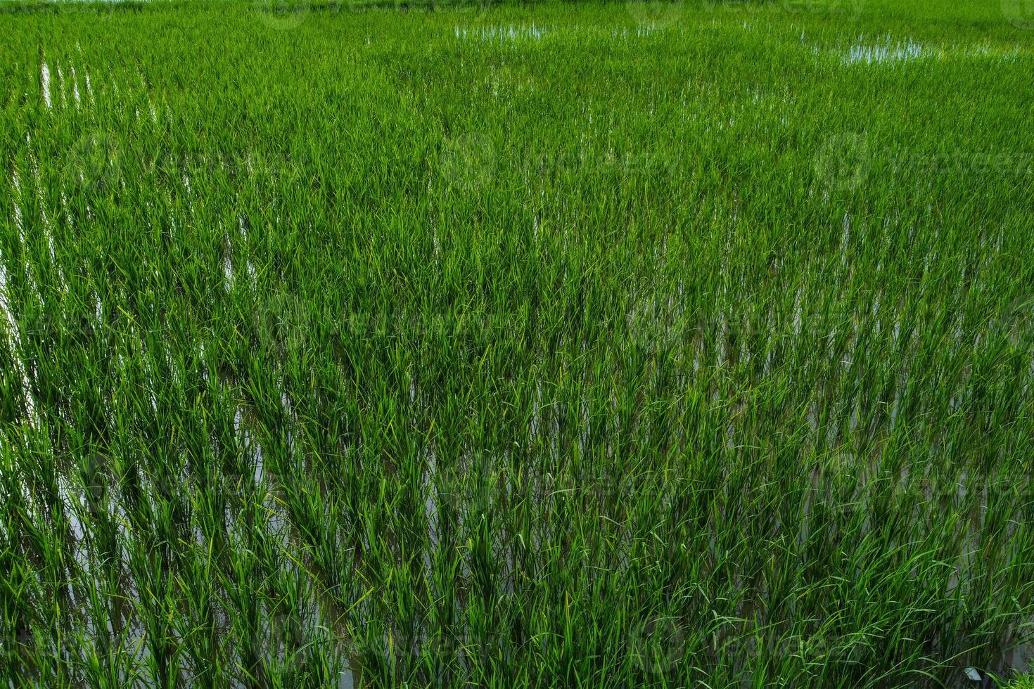 Views of neatly lined rice fields, creating a peaceful and beautiful atmosphere photo