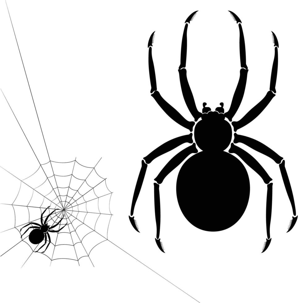 Spider on Web vector