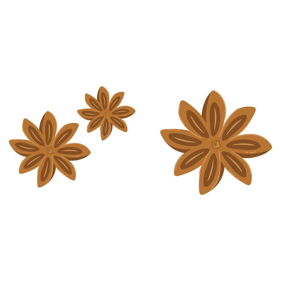Star anise is a spice that comes from the fruit vector