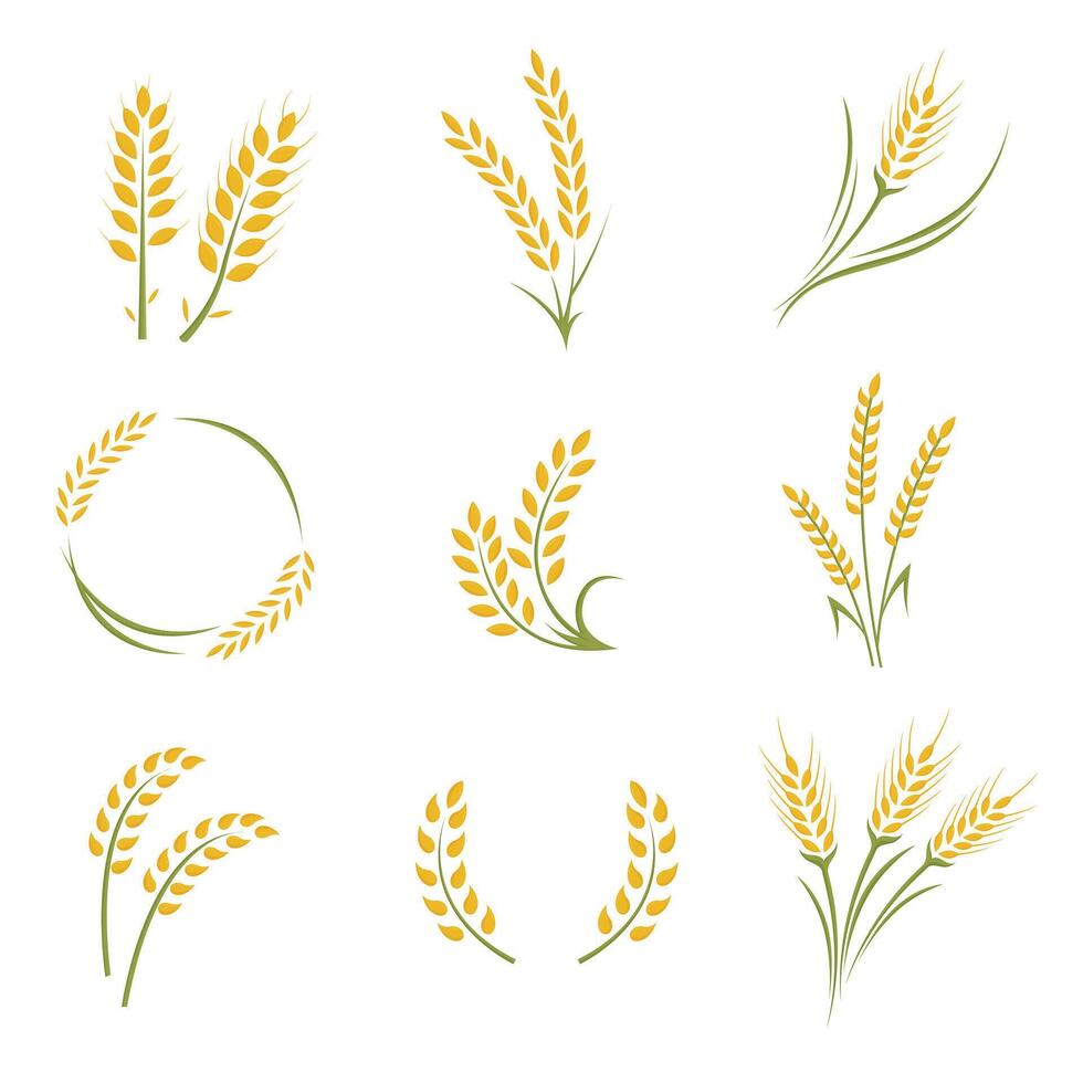 Rice Wheat cereal graphic element flat color illustration design vector