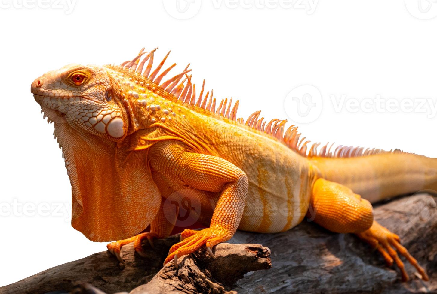 Portrait side view of a gold chameleon, Chamaeleo calyptratus on dry tree branch, isolated on transparent background, File png