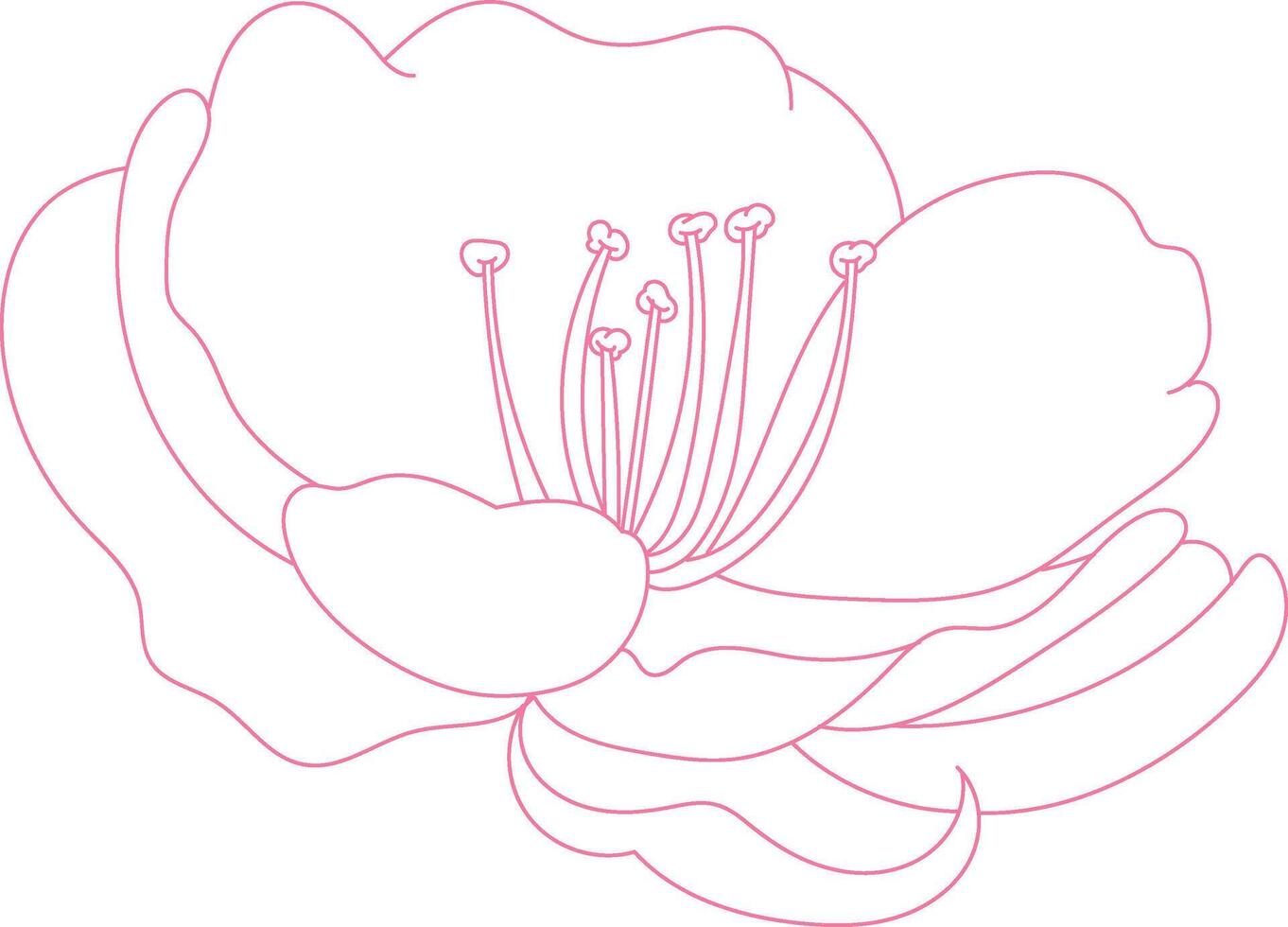 cherry blossom bloom pink line illustration, and white background. vector