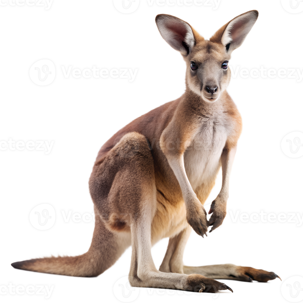 kangaroo isolate on transparency background png