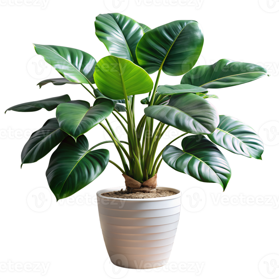 modern indoor plant leaves in a pot isolate on transparency background png