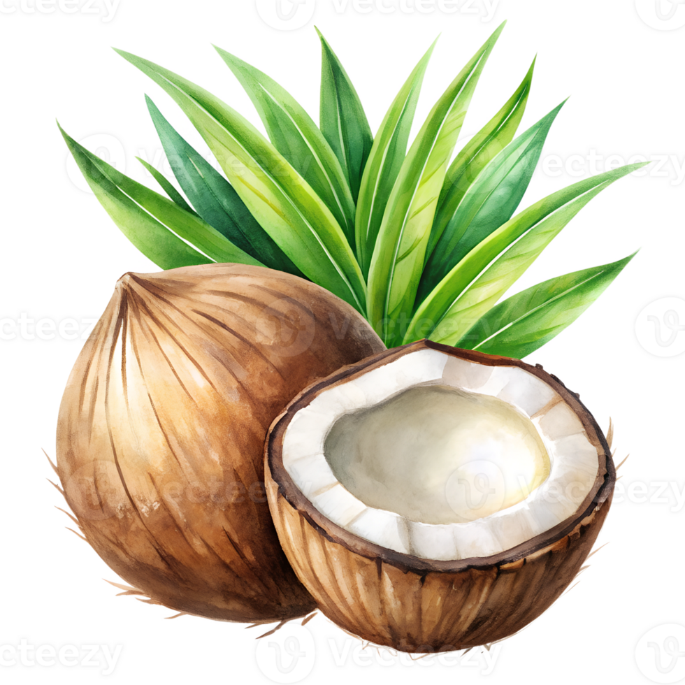Watercolor hand drawn coconut with leaves stems isolate on transparency background png