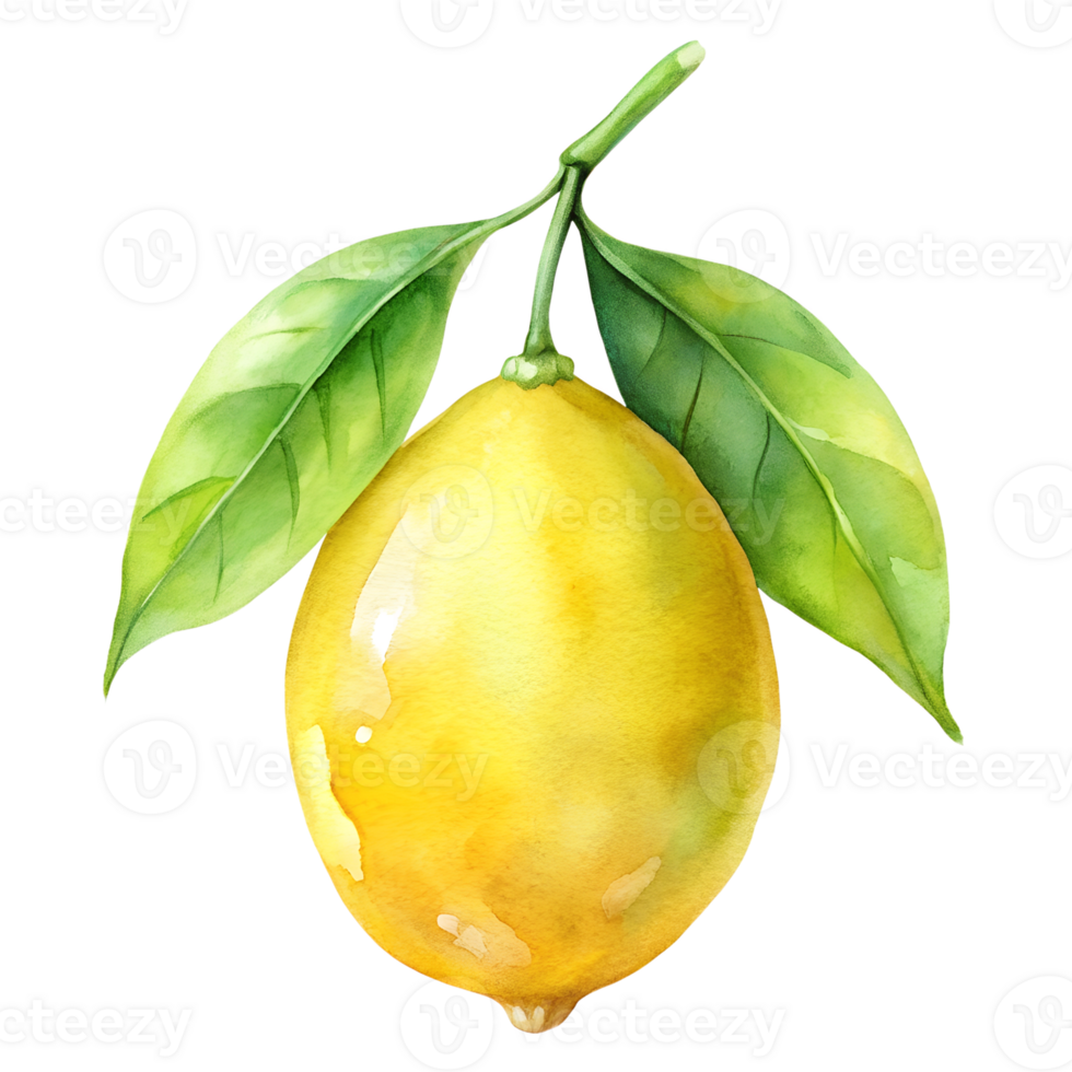 Watercolor hand drawn lemon isolate on transparency background png