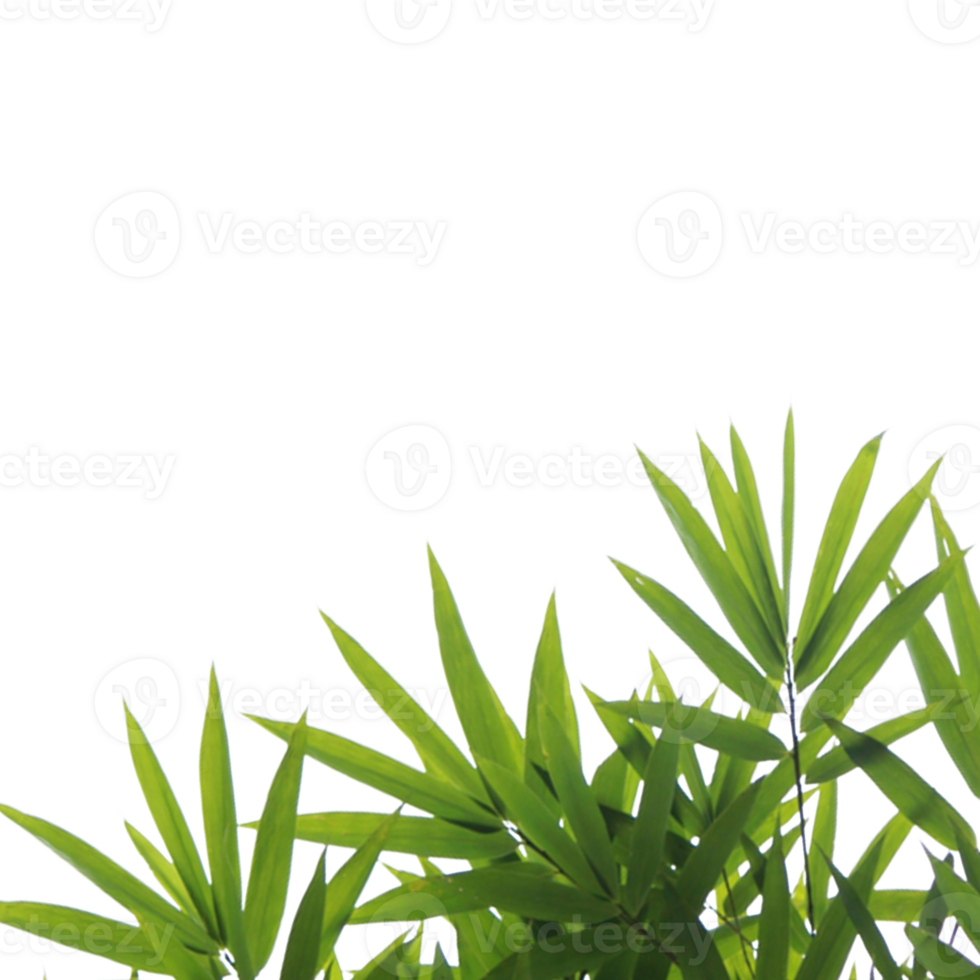 verde bambù impianti su un' trasparente sfondo png