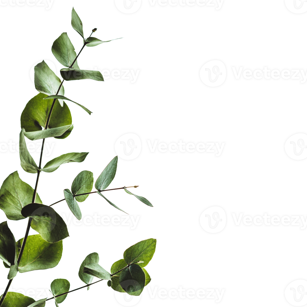 eucalyptus green leaves png