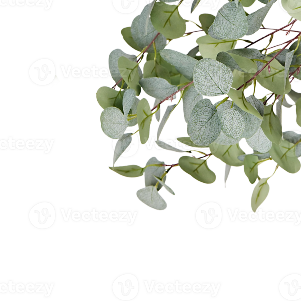 eucalyptus green leaf plant png