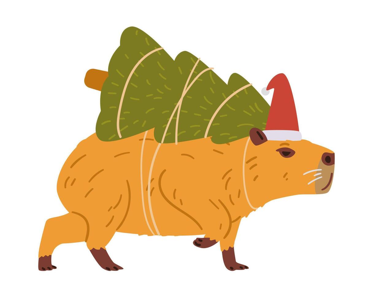 Cute capybara in Santa's hat carries tied Christmas tree on it's back flat illustration isolated on white. vector